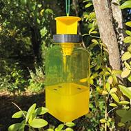 Flue/Hvepsefælde - inkl. lokkemiddel