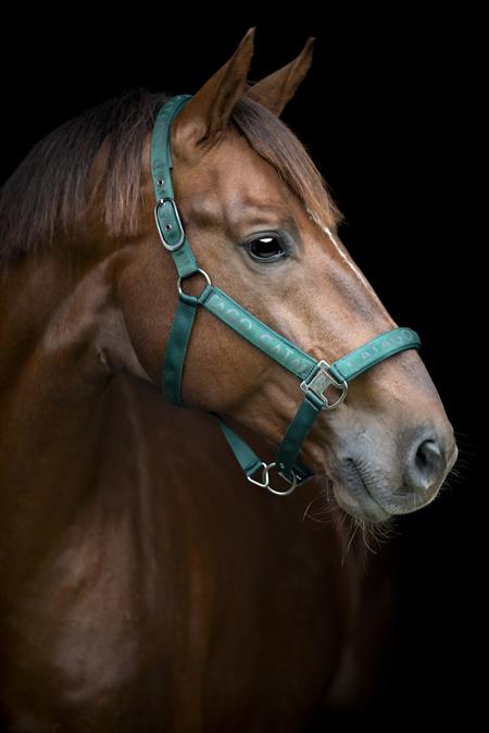 CATAGO Alea logo grime - Ponderosa Pine