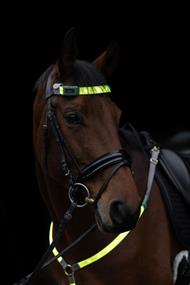 Covalliero Refleks til Pandebånd