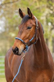 Covalliero Grime Cordano Deluxe - Smoked Blue