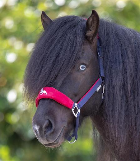 Islændergrime - Hellnar