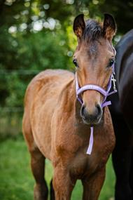 HG Malva Føl Grime - Lavender - "Pretty Girl"