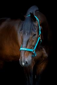 HG Malva Grime - Arctic - "Handsome Boy"