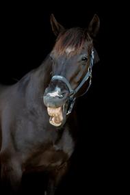 HG Malva Grime - Asphalt - "My Best Friend"