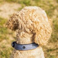 QHP Hundehalsbånd - Misty Blue