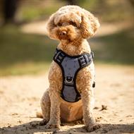 QHP Hundesele - Misty Blue