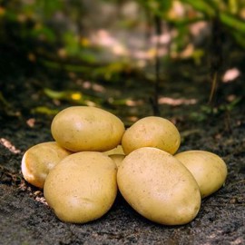 Folva Læggekartofler 1,5 kg