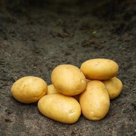 Sava Læggekartofler 1,5 kg