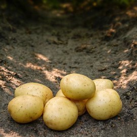 Solist Læggekartofler 1,5 kg
