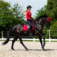 QHP Ridebukser Oakleigh - Sort