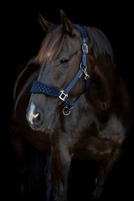 HG Anabel Grime - Navy