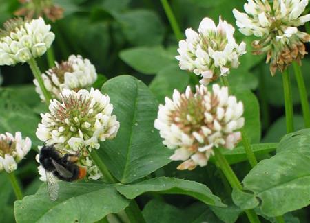 Hvidkløver Klement - 2 kg