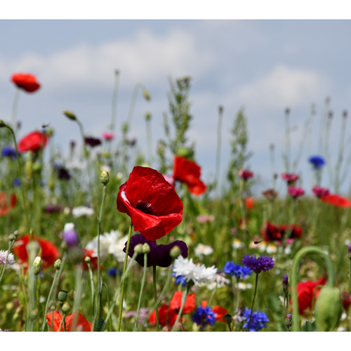 Sommerblomster 1 kg