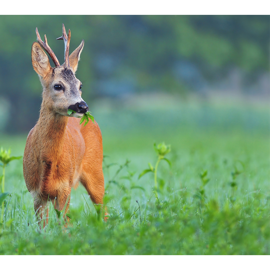 Vildtblanding hjorte/hare/fugle 10 kg - Midlertidig udsolgt